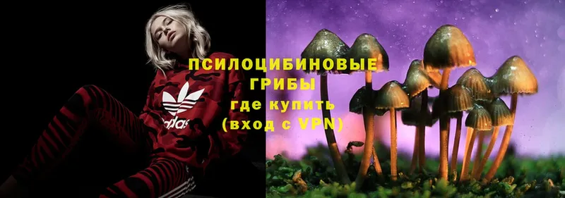 маркетплейс как зайти  закладка  Кириллов  Галлюциногенные грибы MAGIC MUSHROOMS 